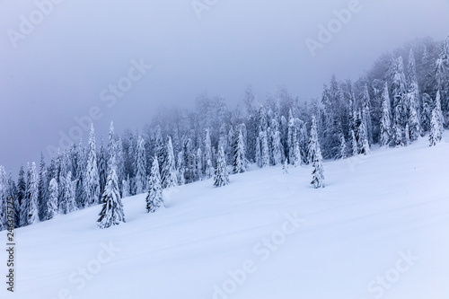 Mountain landscape with fir trees covered in snow © czamfir