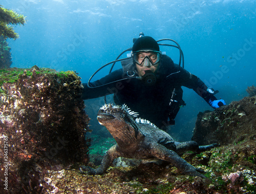 Scuba diver observes Marine Iguana (Amblyrhynchus cristatus) .