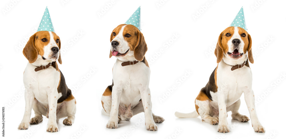 collage of sitting dog in blue party hat isolated on white