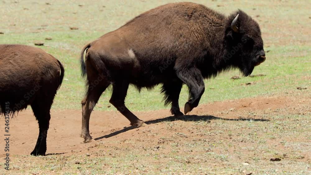 A herd of Bison near the north rim of the Grand Canyon.