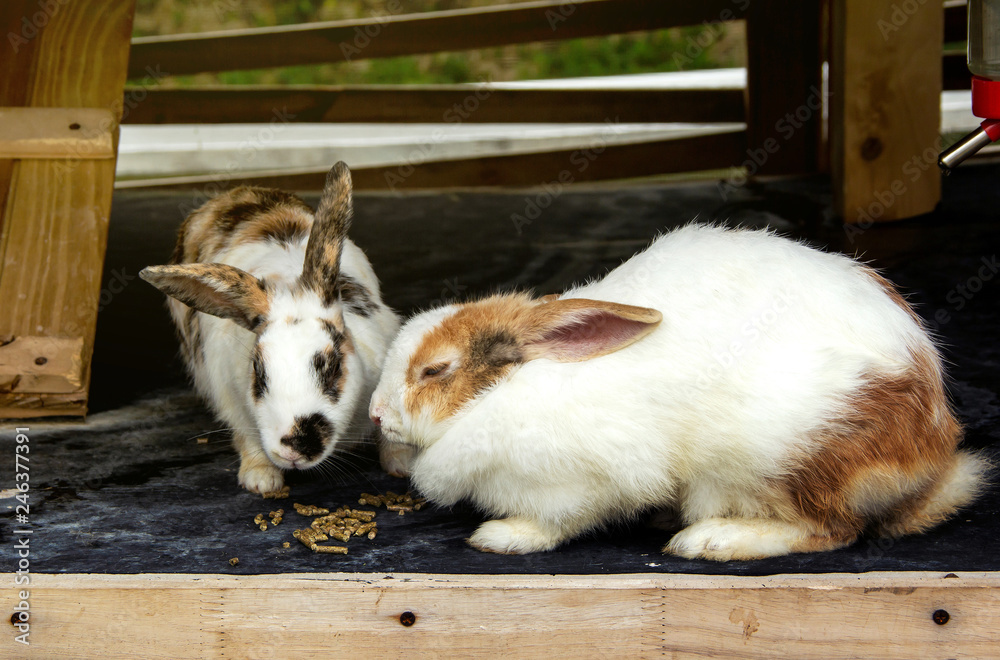 Rabbits are eating pellets food in rabbit barn.
