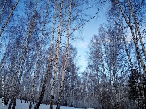 trees in winter