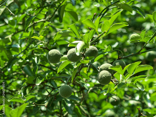 Poncirus trifoliata - Poncire. Fruits encore vert du citronier épineux appelé aussi pommes de cire au printemps photo