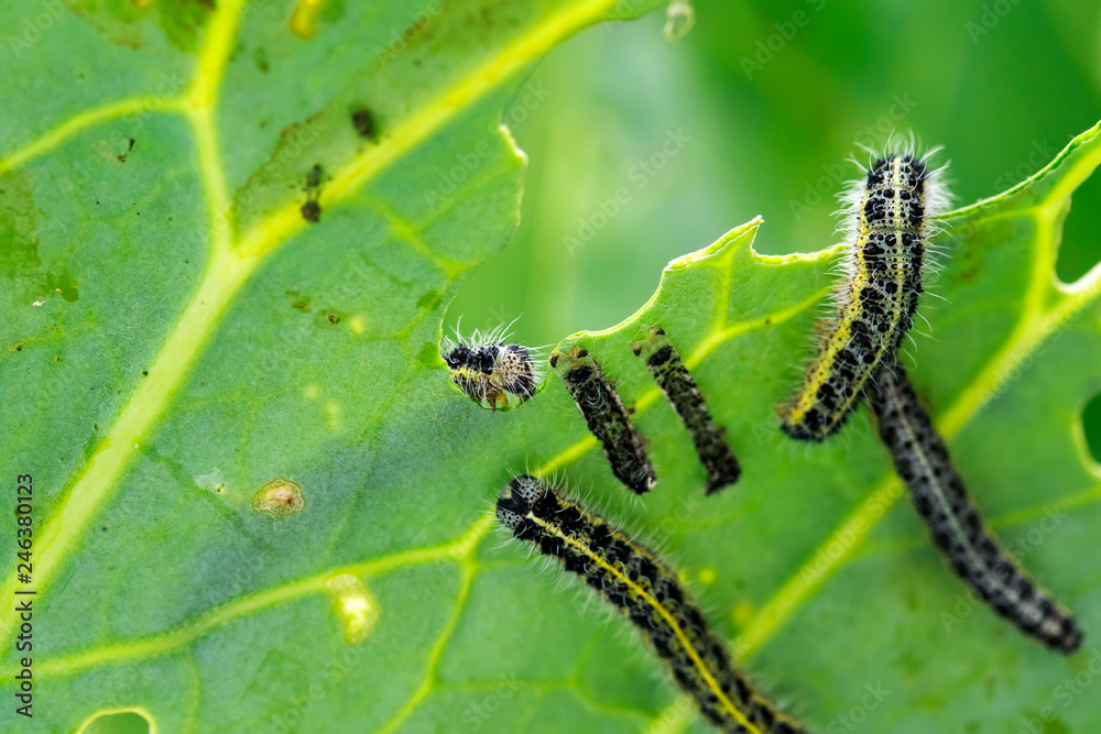 many nasty black caterpillars crawl on green cabbage leaves and eat them in the garden on the farm in summer many nasty black caterpillars crawl on green cabbage leaves and eat them in the garden on the farm in summer