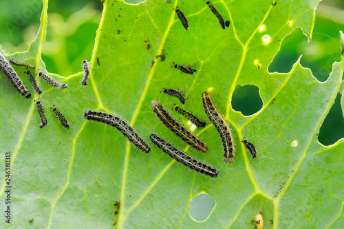 many insects of black caterpillar pests crawl on green cabbage leaves and eat them in the garden on the farm in the summer