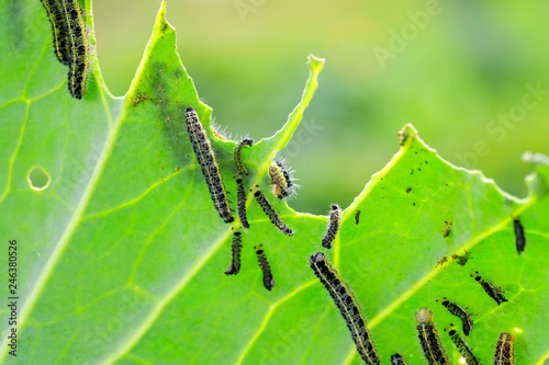 nasty black caterpillars crawl on green cabbage leaves and eat them in the garden on the farm