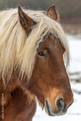 Fototapeta Naklejka Na Ścianę i Meble -  Cheval dans un enclos