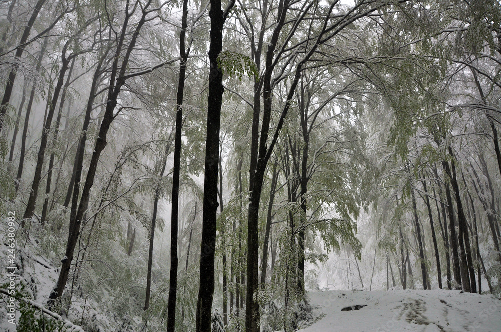 Fototapeta premium Winter forest in the snow. Mountains of snow. Frost and snowflakes. Location place Carpathian Ukraine, Europe