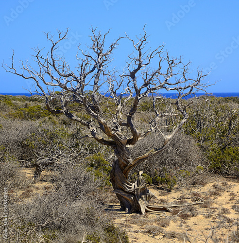 Dry juniper tree on Chrissi island, sea view, protected area, Greece photo