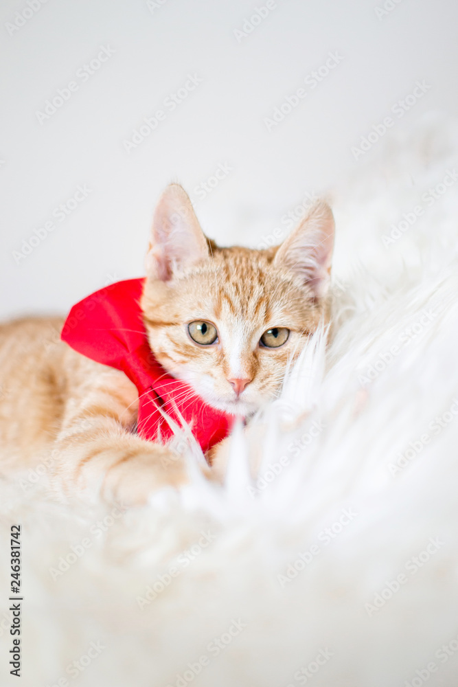 Cute little ginger kitten with red bow tie laying in soft white blanket