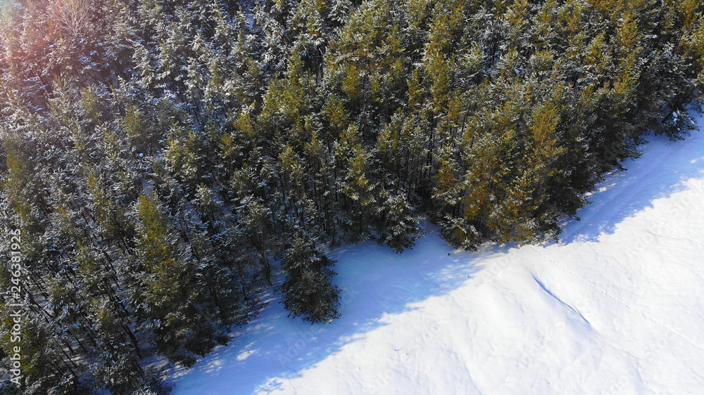 Aerial. Winter pine forest background.