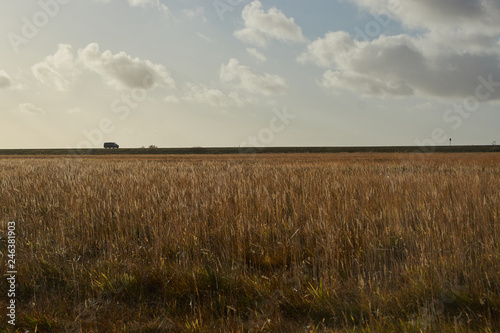 Golden field with flat horizon
