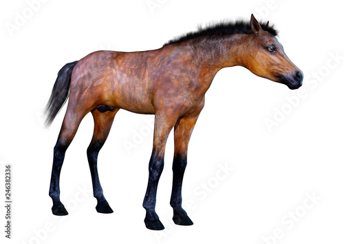 3D Rendering Horse Foal on White © photosvac