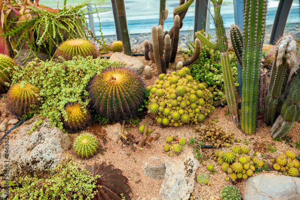 cactus top view background texture cactus top view background texture