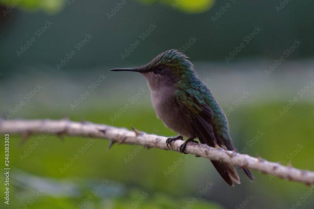 Fototapeta premium Colibri huppé