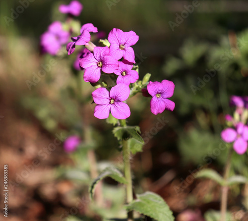 Top view close up of the vibrant pink flowers of Lunaria annua, called honesty or annual honesty is a species of flowering plant. Medicinal plants, herbs in the garden.Blurred background.