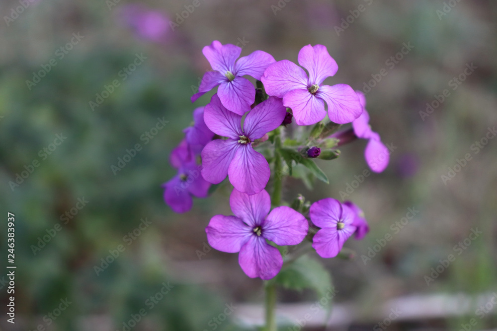 Top view close up of the vibrant pink flowers of Lunaria annua, called honesty or annual honesty is a species of flowering plant. Medicinal plants, herbs in the garden.Blurred background.