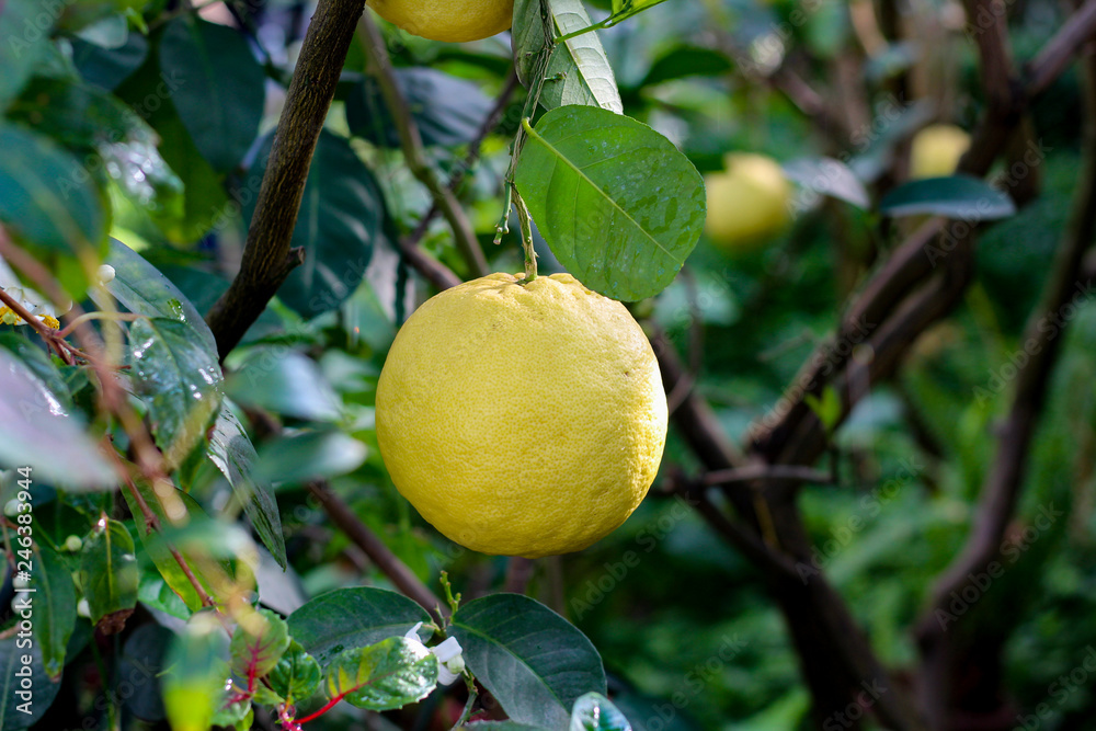 One large yellow lemon fruit hanging on a branch against a background of abundant green foliage
