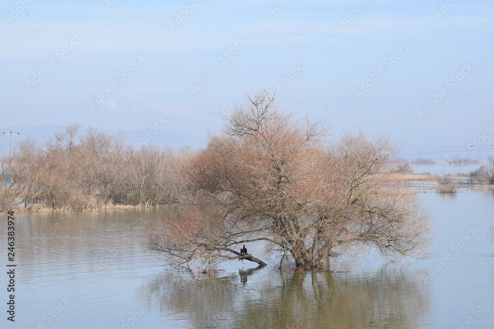 the remaining trees of water as a result of seasonal floods