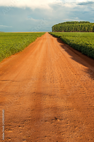 Road within the soybean plantation.