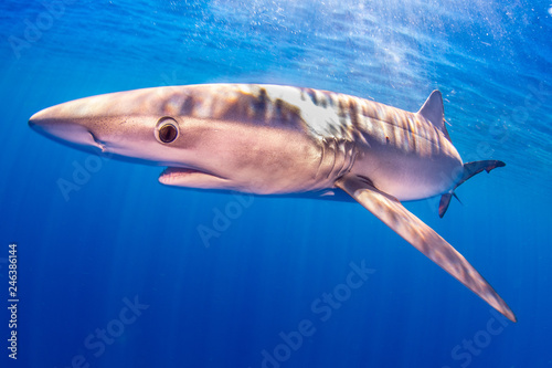 blue shark photo