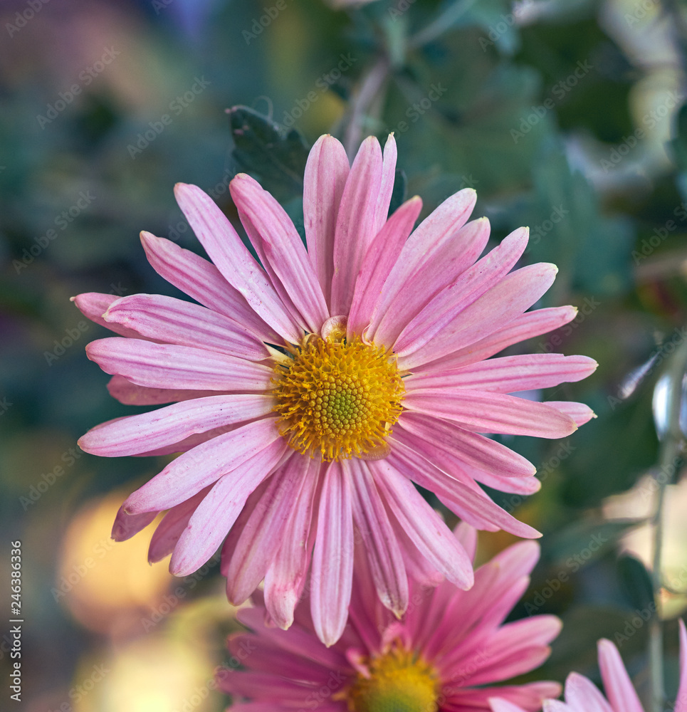 Obraz premium pink blooming chrysanthemum
