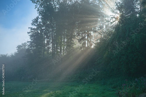 Sun rays shining through the trees in the morning