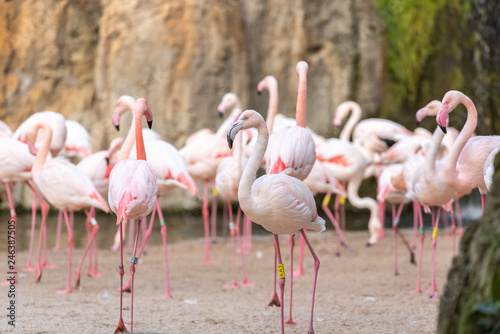 Pink flamingos, Phoenicopterus roseus, resting on the shore of a lake.