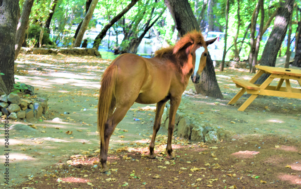 Naklejka premium horse 