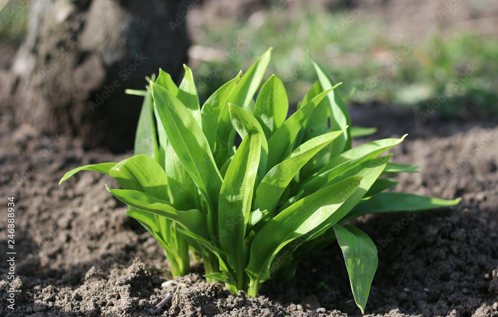 Obraz premium Young leaves of Allium ursinum in spring. Bear garlic has great healing abilities and contains many valuable substances and vitamin C, that promotes digestion. Concept of diet and healthy food.