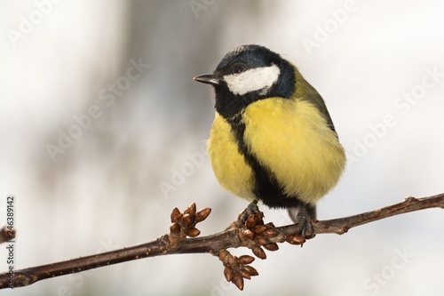  Great tit (Parus major) on a branch cherries. East Moravia. Czech Republic. Europe.