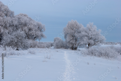 Winter path. Landscape in blue and white