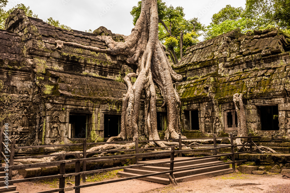 Fototapeta premium Giant tree in Ta Prohm temple.