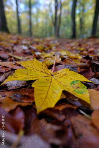 Herbstlich gef  rbtes Ahornblatt