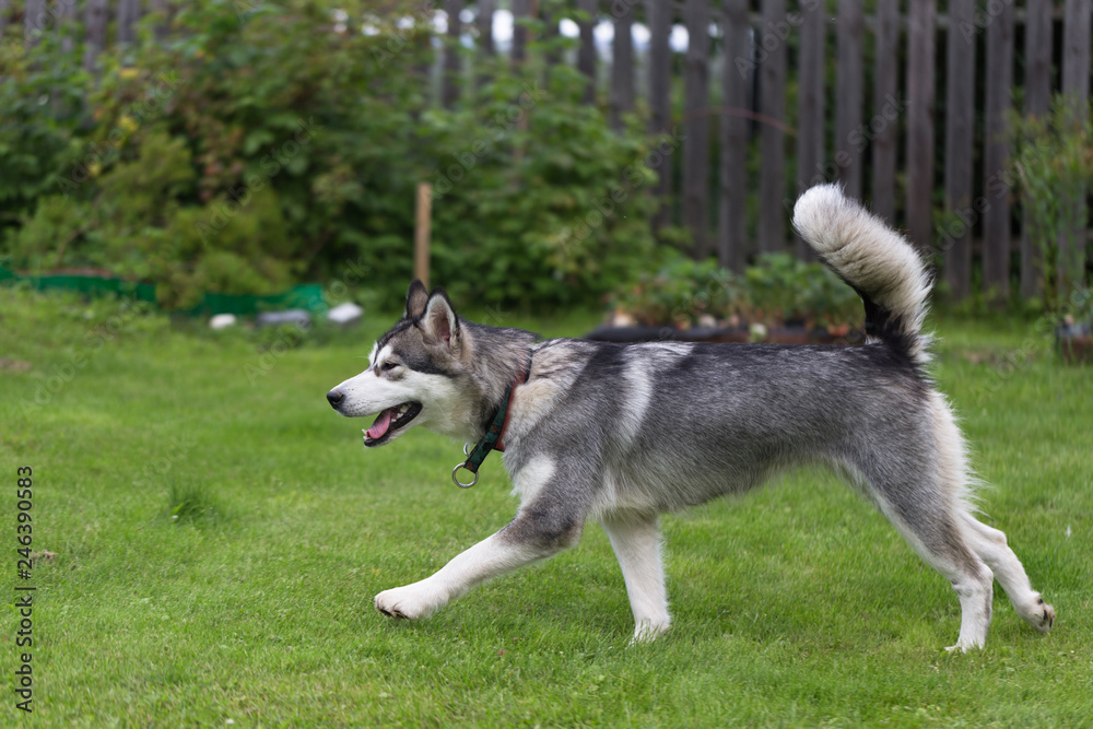 Dog breed alaskan malamute plays in a garden. Selective focus