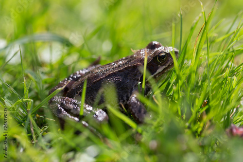 Frog on a grass in a garden. Shallow depth of field. Selective focus