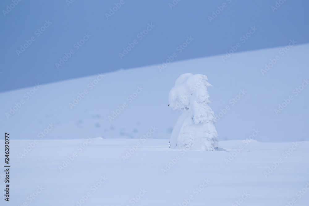 Winter landscape in Krkonose (Poland, Czech Republic)