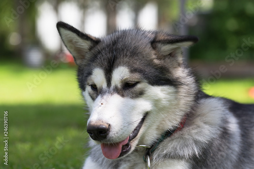 Dog breed alaskan malamute plays in a garden. Selective focus