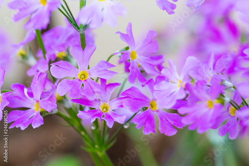 紫色の綺麗な花