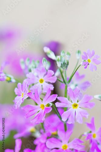 紫色の綺麗な花 © taka