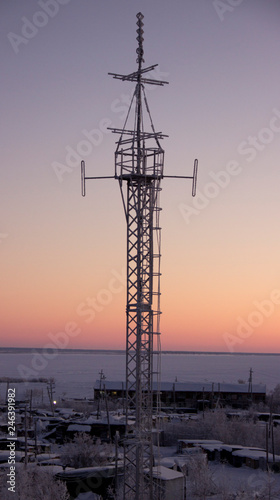 winter trees and plants