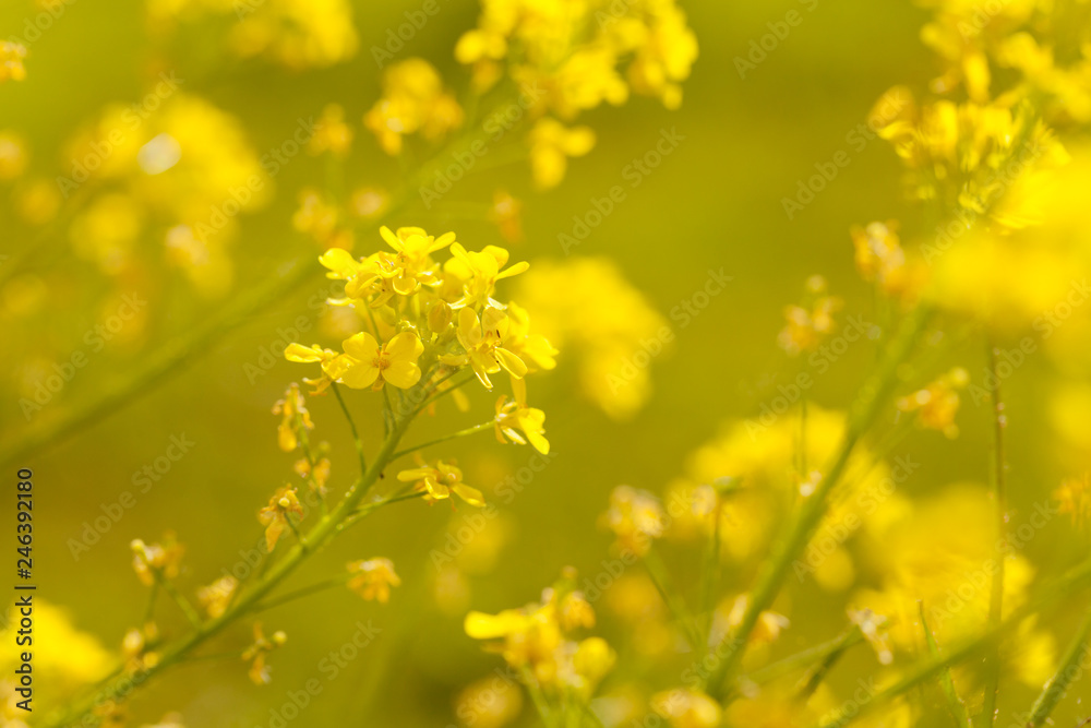 Soft-focus close-up of yellow flowers. Toned Soft-focus close-up of yellow flowers. Toned