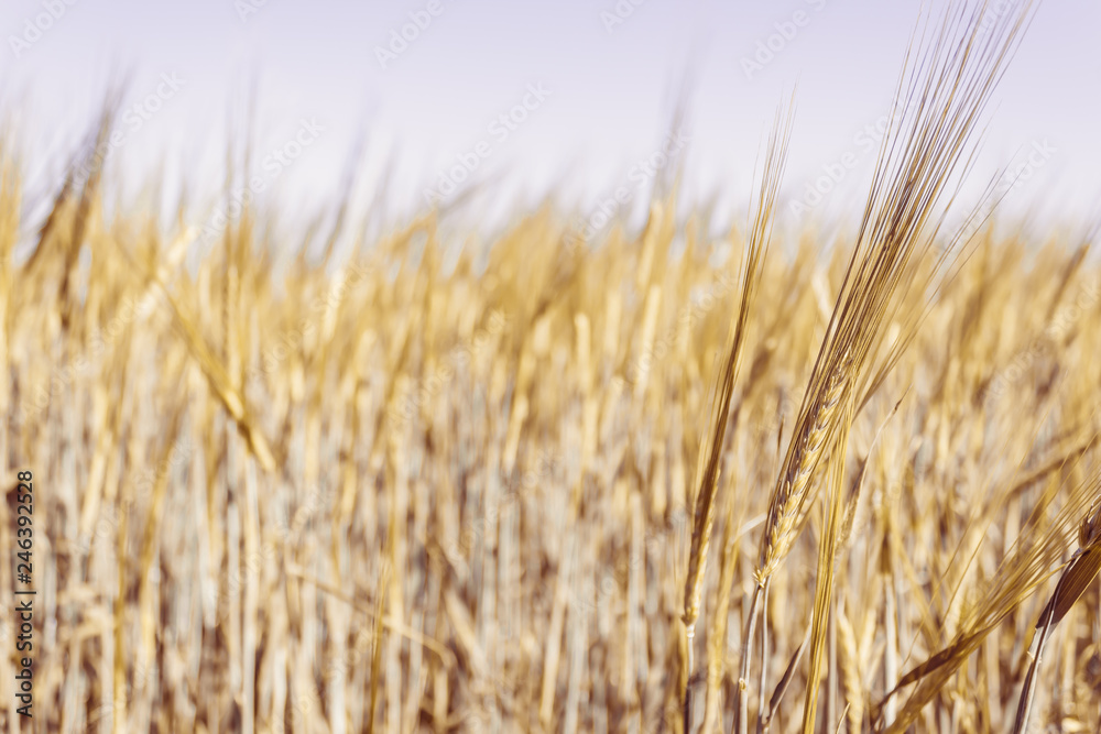 Field with ears of wheat. Growing cereals by farmers. Field with ears of wheat. Growing cereals by farmers.