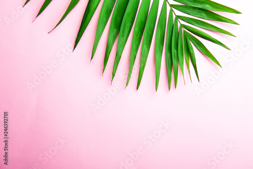 Top view of big green leaf of a exotic parlor palm on pale pink gradient background with a lot of copy space for text. Minimalistic flat lay composition w/ large branch of tropical plant. Close up