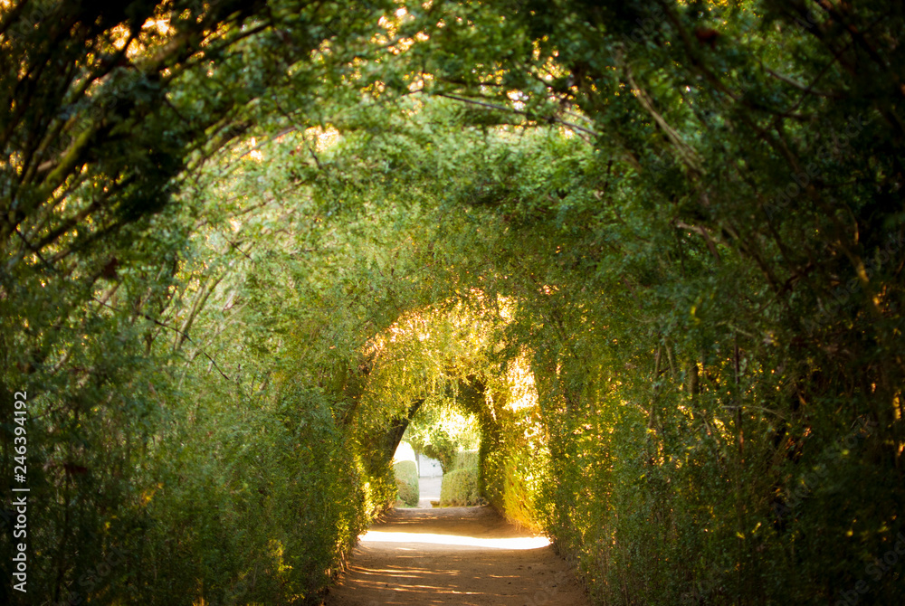 Camino tunel de arbustos y vegetación en otoño y rayos de luz en Galicia, España