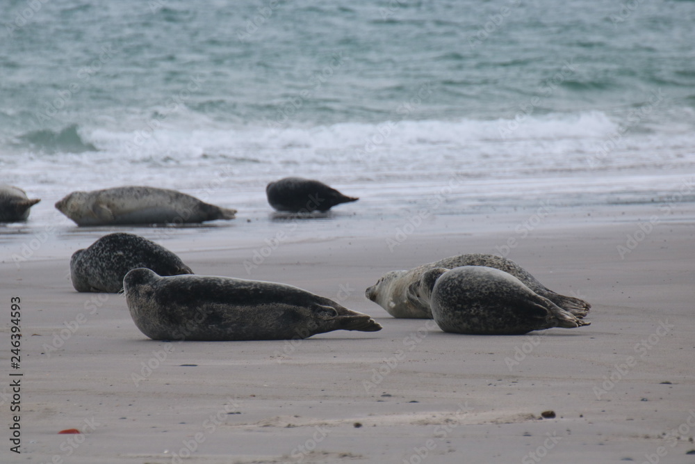 Fototapeta premium Robben