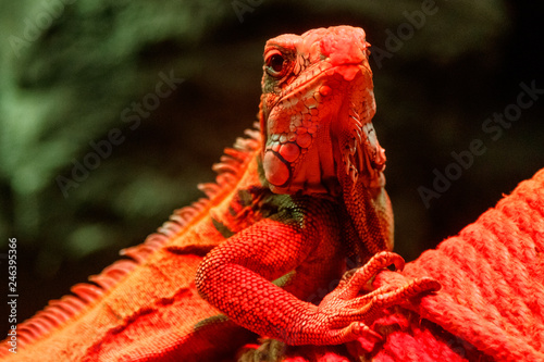 Beautiful iguana in red light sitting on a branch
