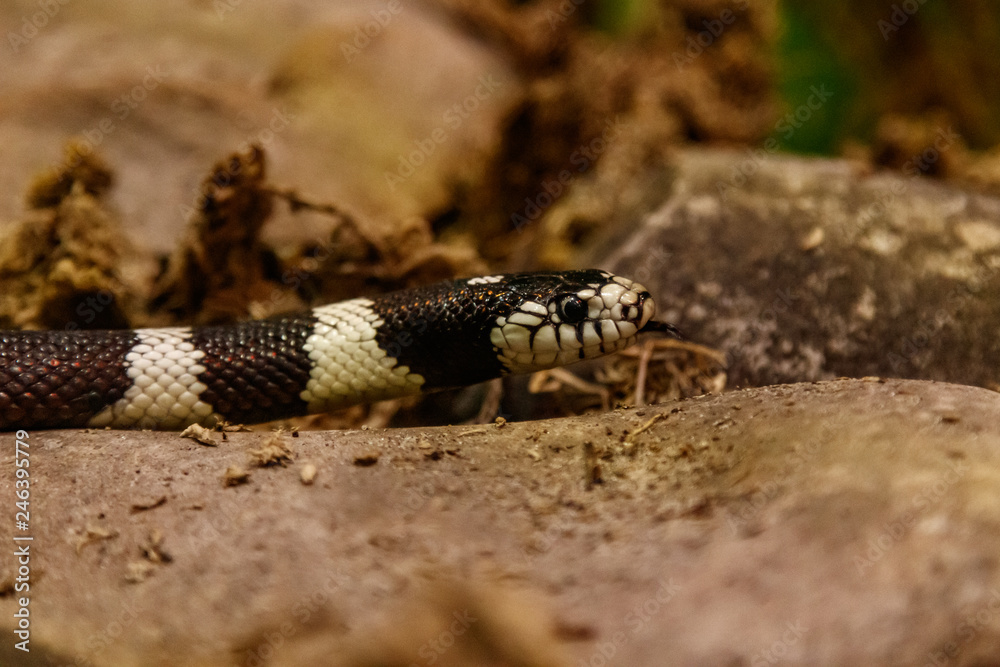 Fototapeta premium snake lampropeltis getula californiae