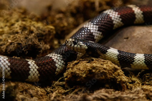 snake lampropeltis getula californiae