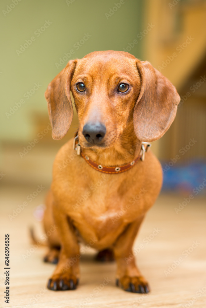 Red dog breed Dachshund sitting on the floor, closeup portrait
